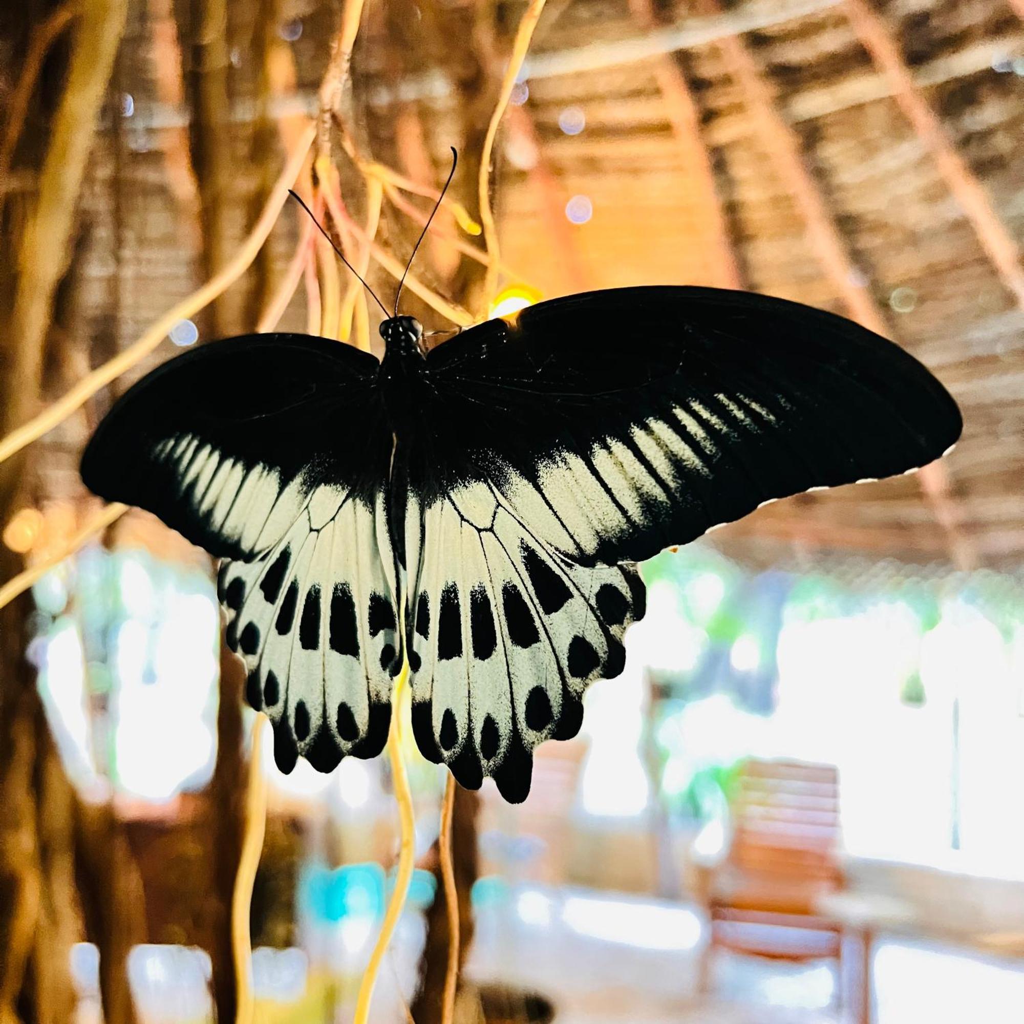 Sasvi Cabana Trincomalee Ngoại thất bức ảnh